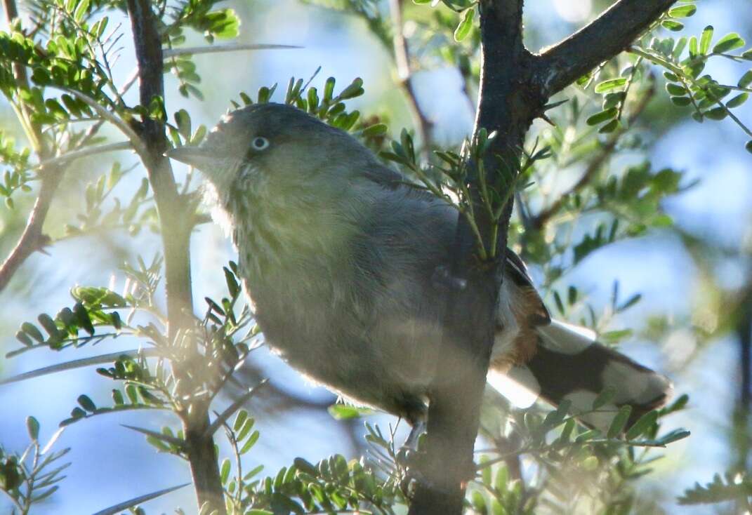 Image of Chestnut-vented Warbler