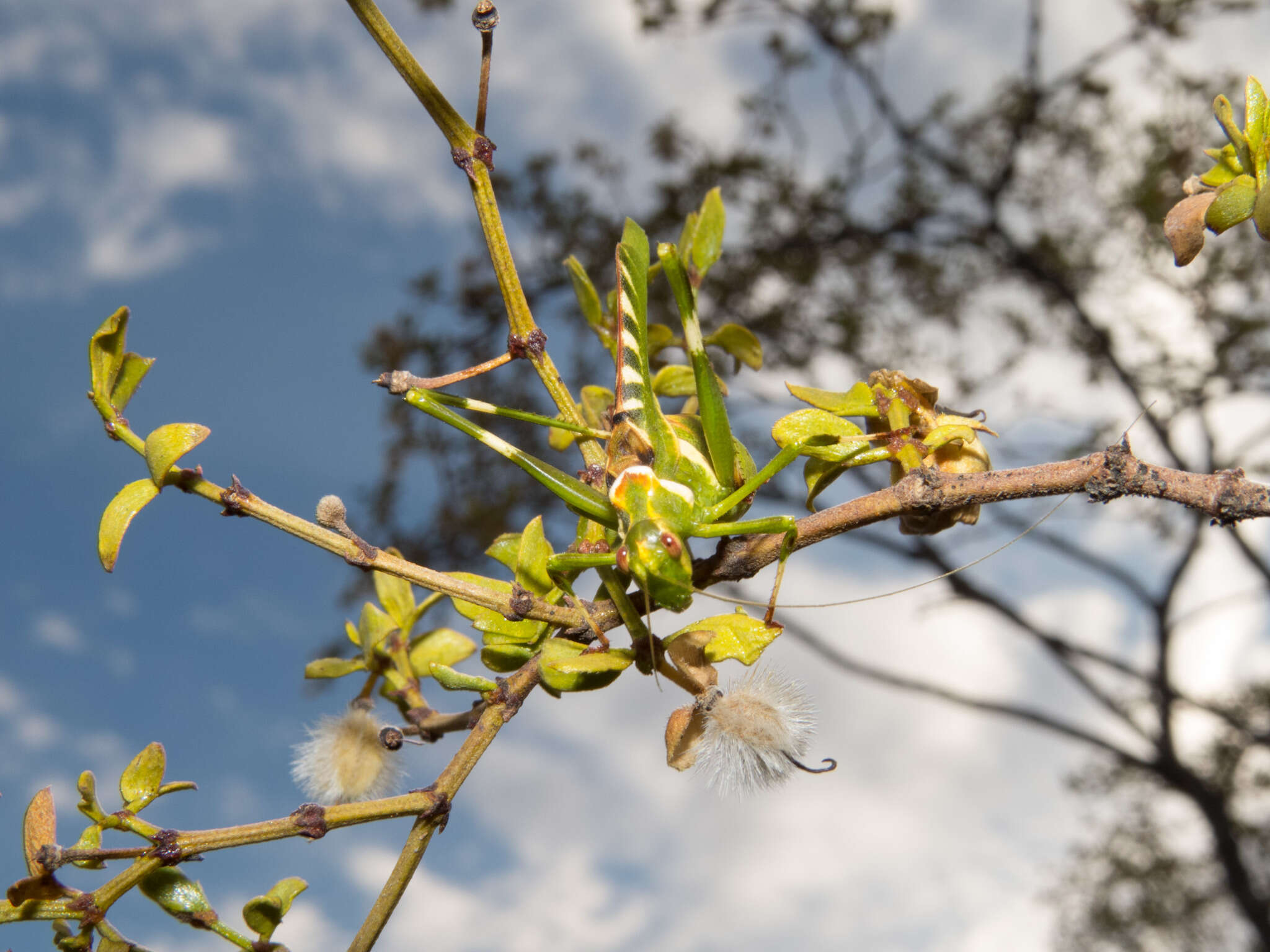 Image of Creosote Bush Katydid