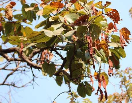 Image of Bauhinia foveolata Dalzell