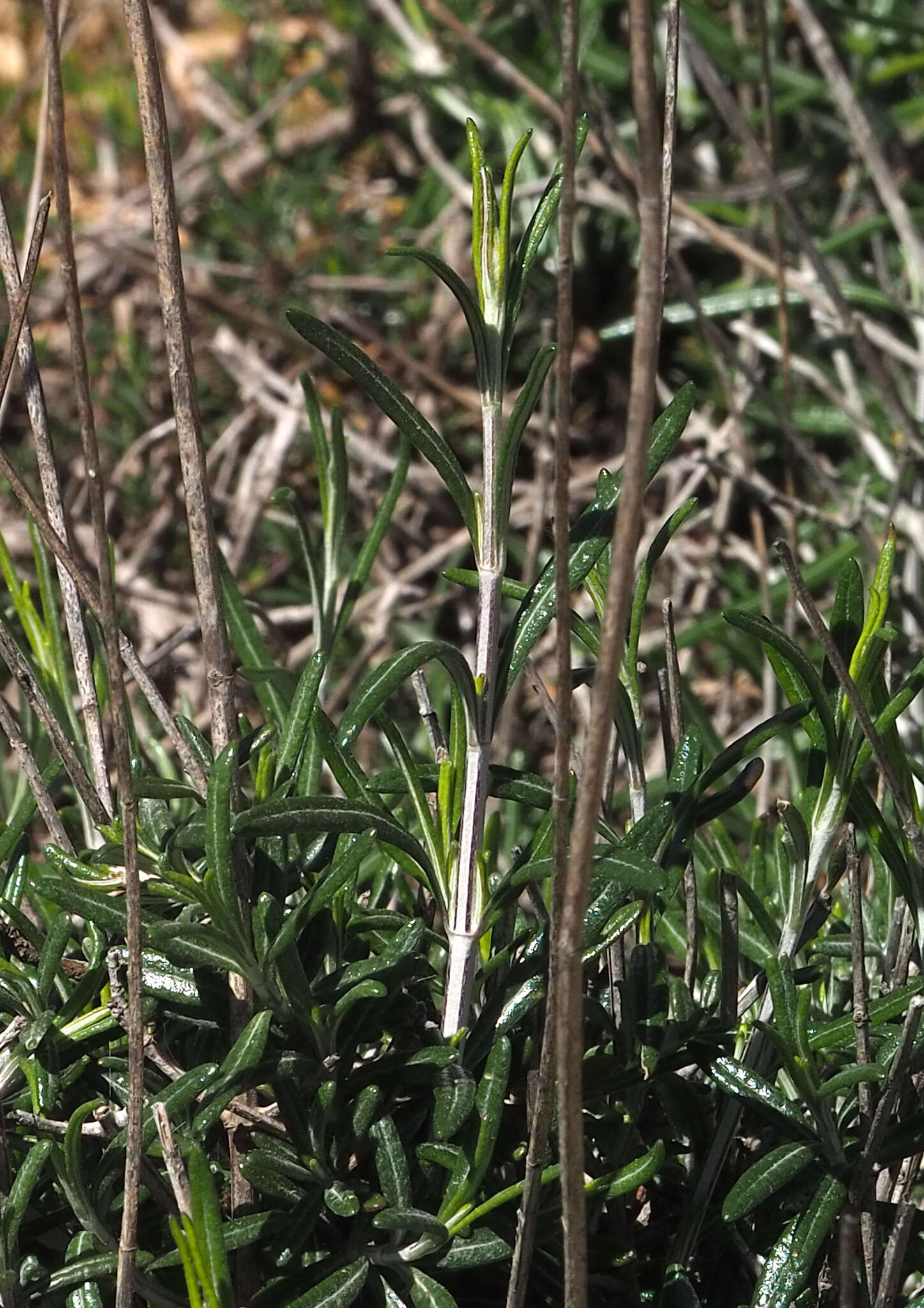 Image of Teucrium creticum L.