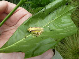 Image of Hyperolius lamottei Laurent 1958