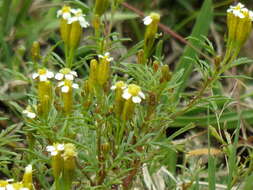 Sivun Tagetes argentina Cabrera kuva