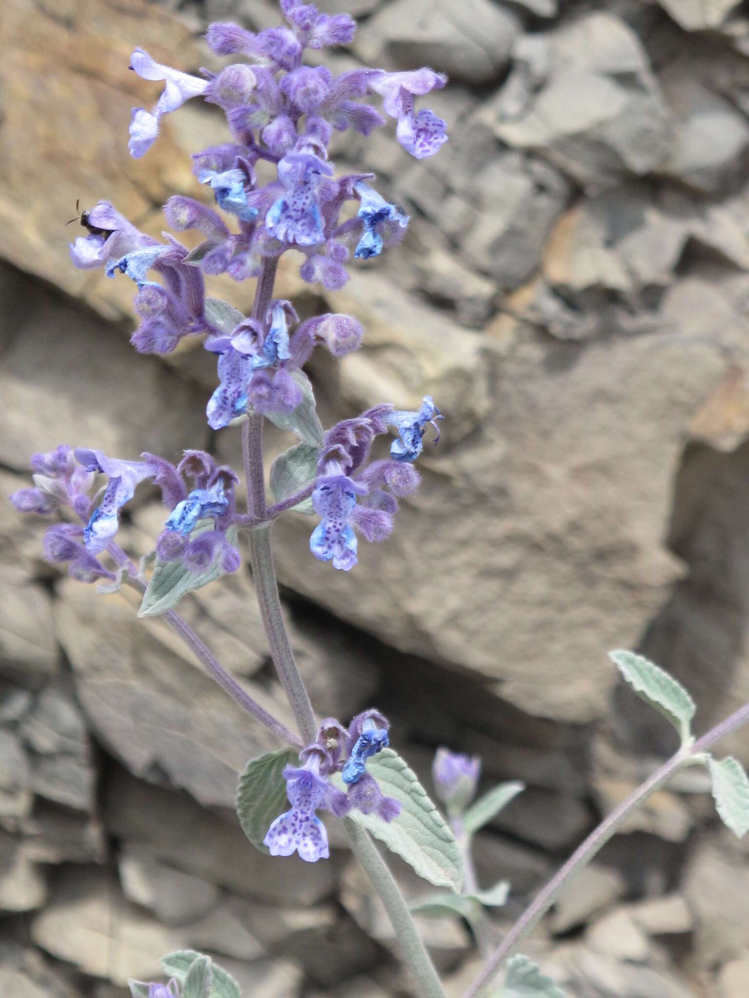 Image of Nepeta cyanea Steven