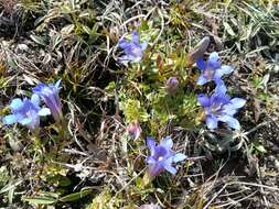 Image of Gentiana septemfida subsp. grossheimii (Doluch.) J. J. Halda