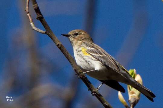 Image of Setophaga coronata coronata (Linnaeus 1766)