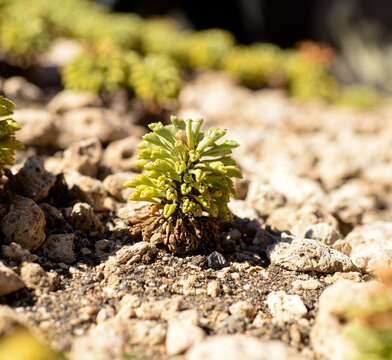 Image de Moschopsis dentata (Phil.) Pozner & S. Denham