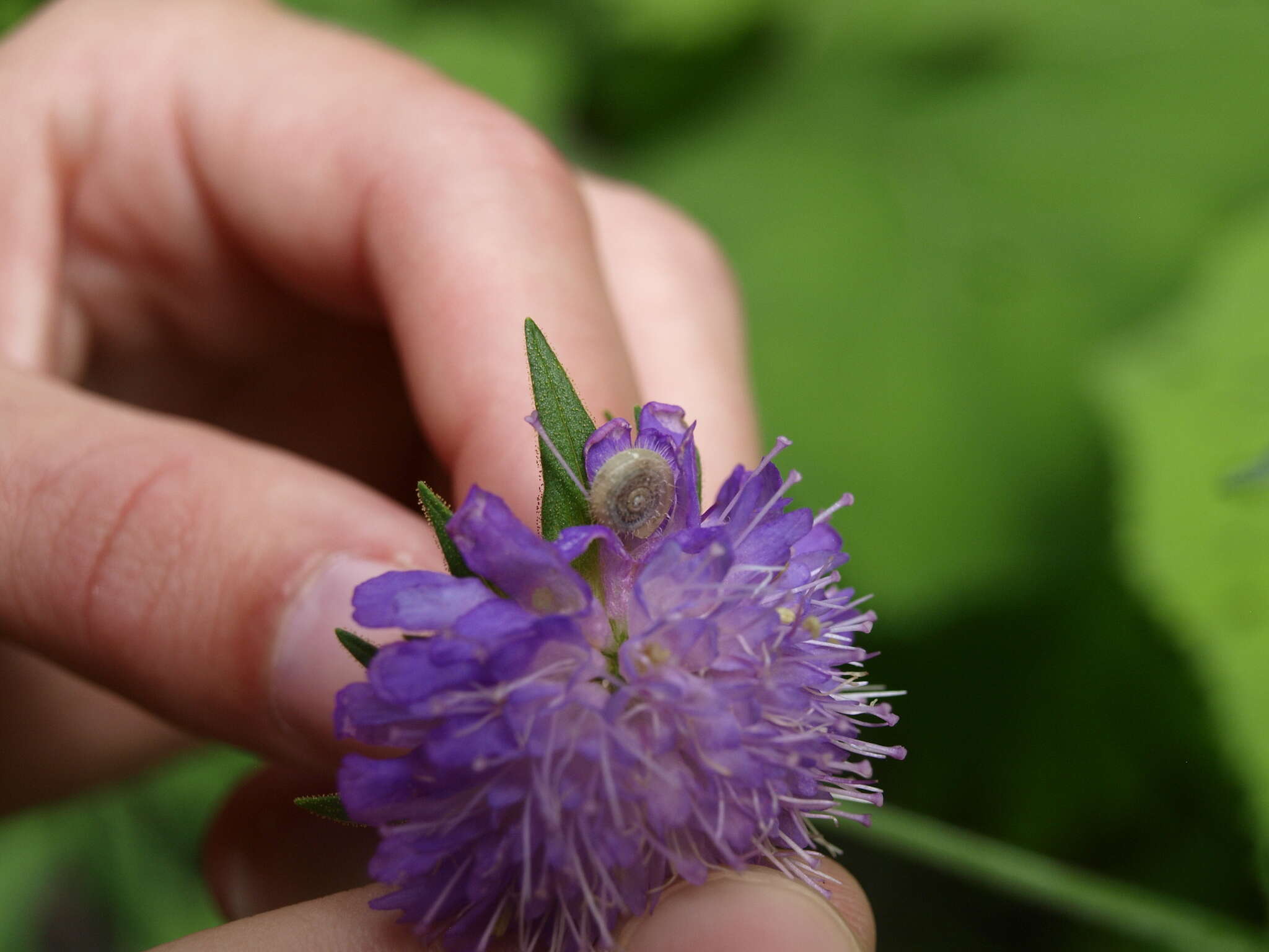 Image of Furry Hair Snail