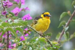 Image of Baglafecht Weaver