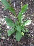 Image of Rocky Mountain goldenrod