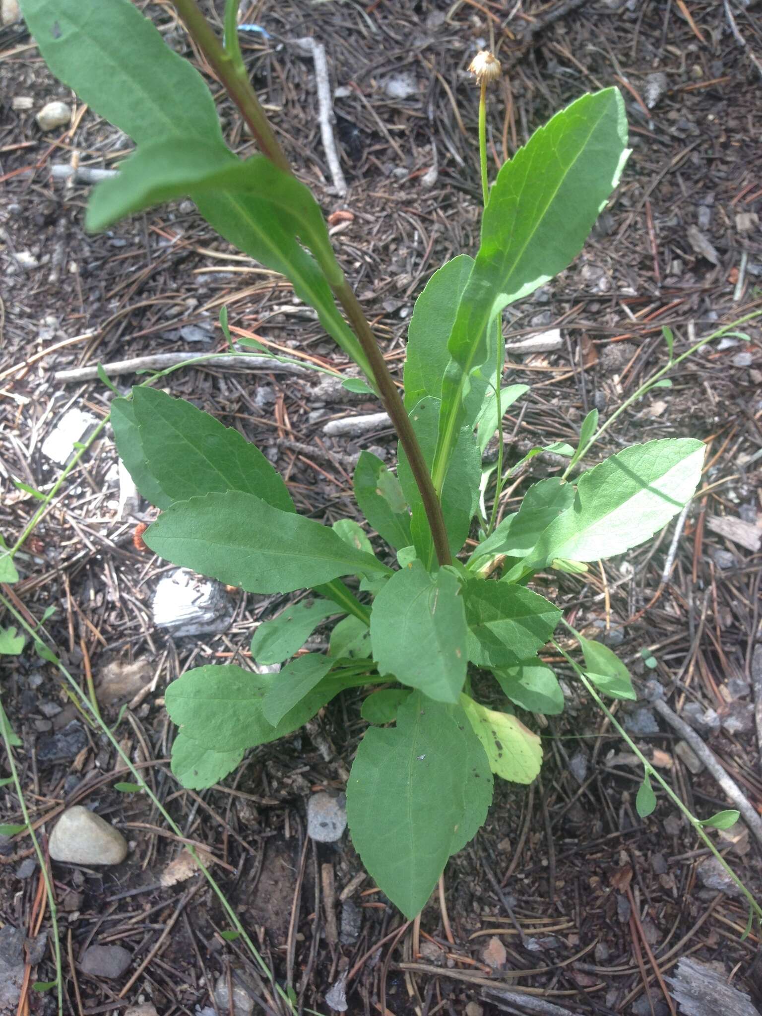 Image of Rocky Mountain goldenrod