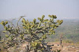 Image of Euphorbia tortilis Rottler ex Ainslie