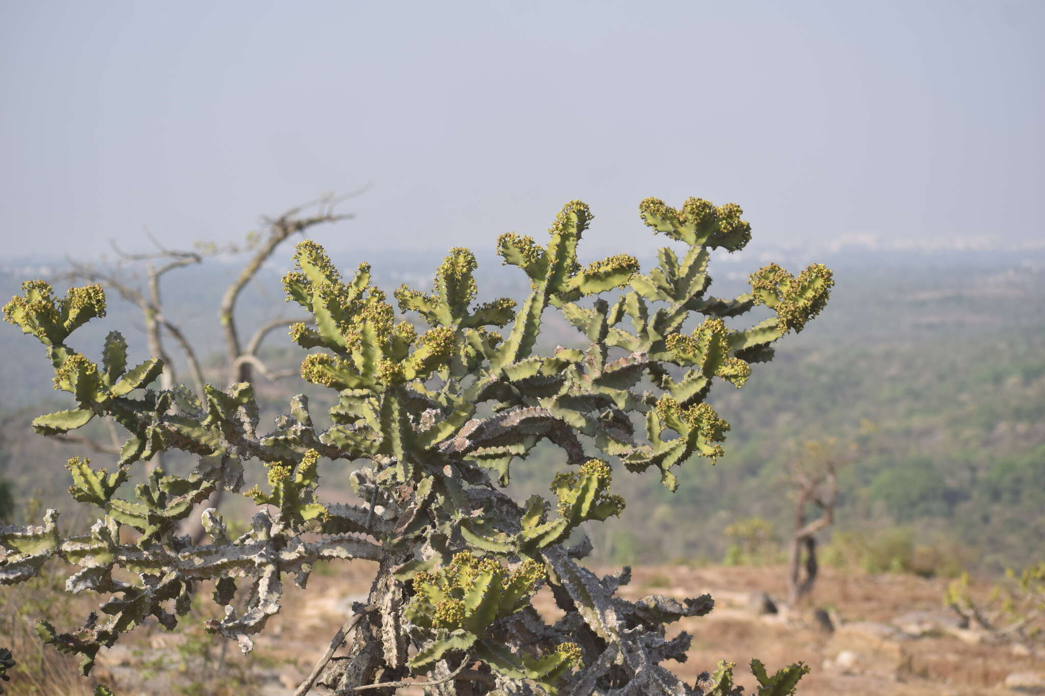 Image of Euphorbia tortilis Rottler ex Ainslie