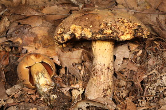 Sivun Boletus vermiculosus Peck 1872 kuva