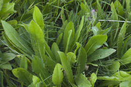 Imagem de Cirsium simplex C. A. Mey.