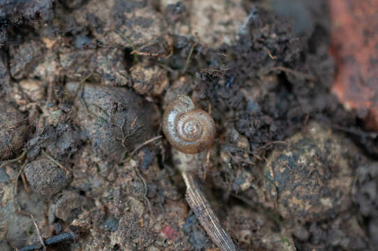 Image of dwarf snail