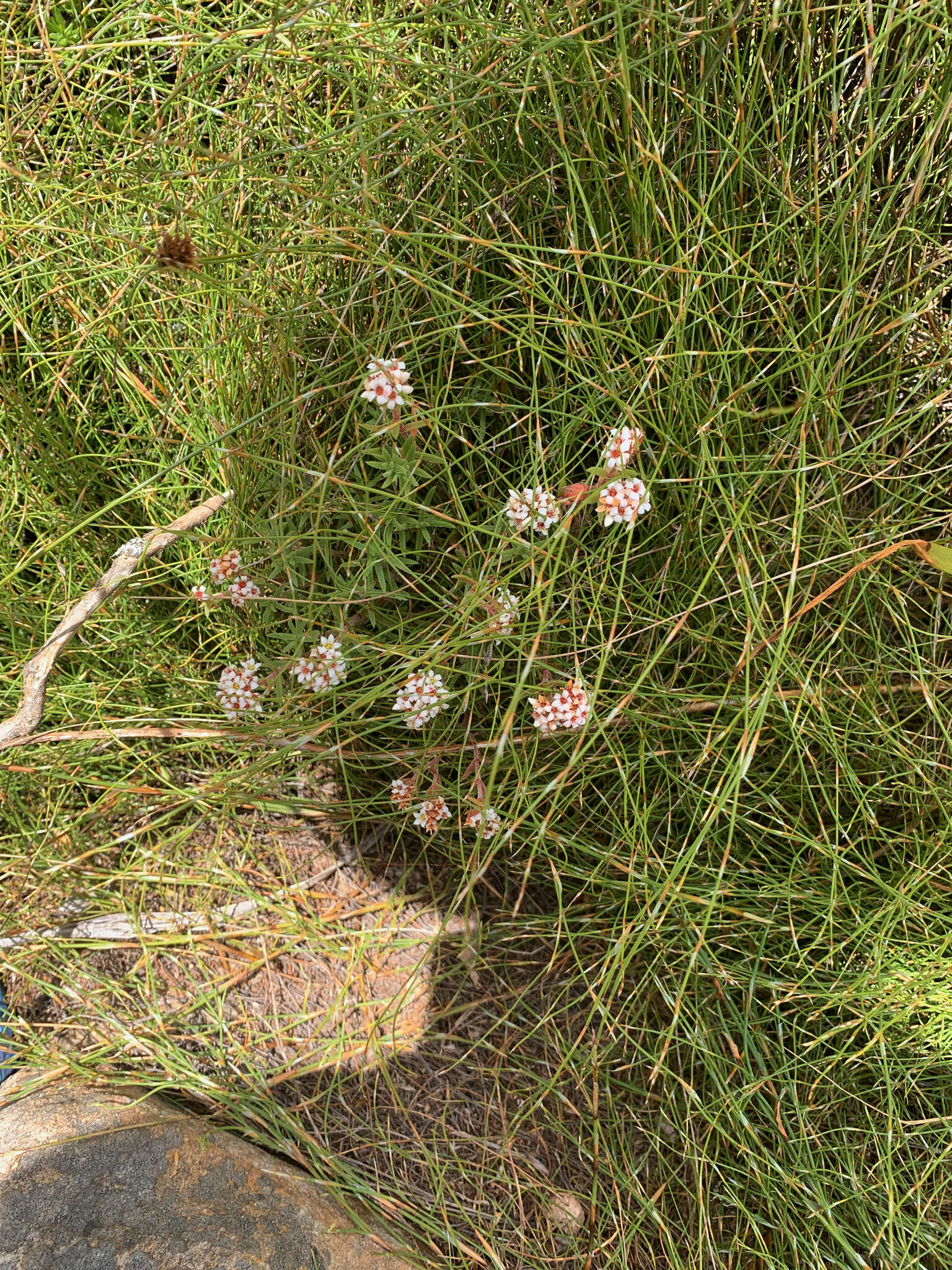 Image of Crassula pruinosa L.