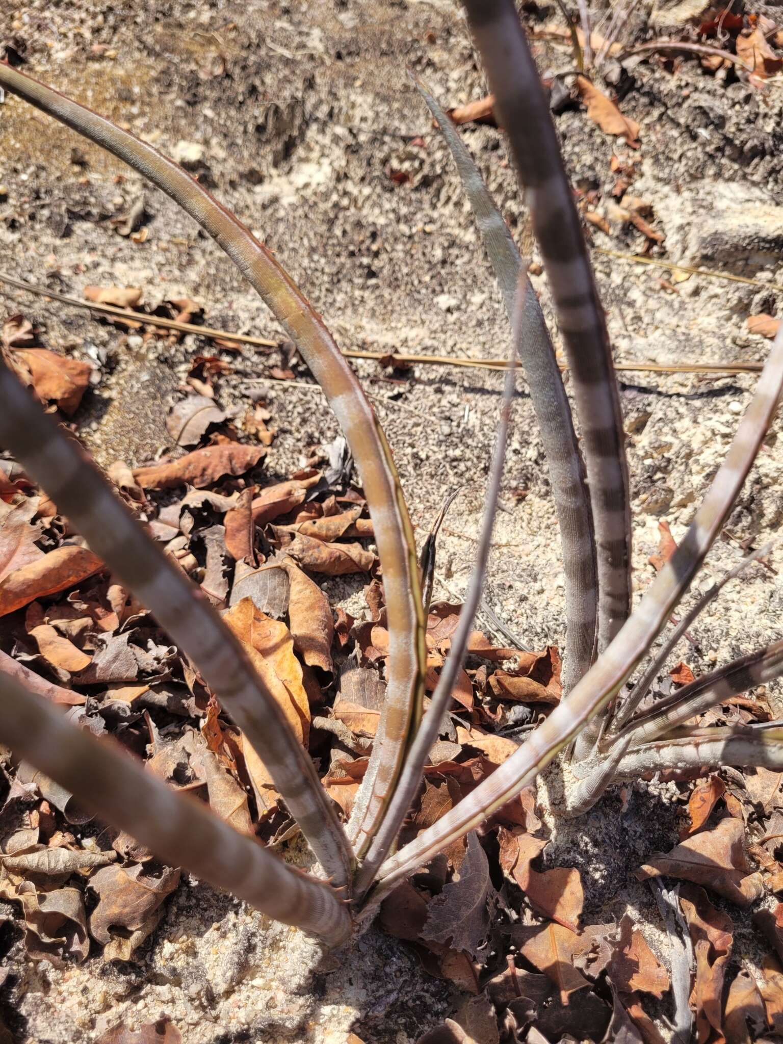 Image of Neoglaziovia variegata (Arruda) Mez