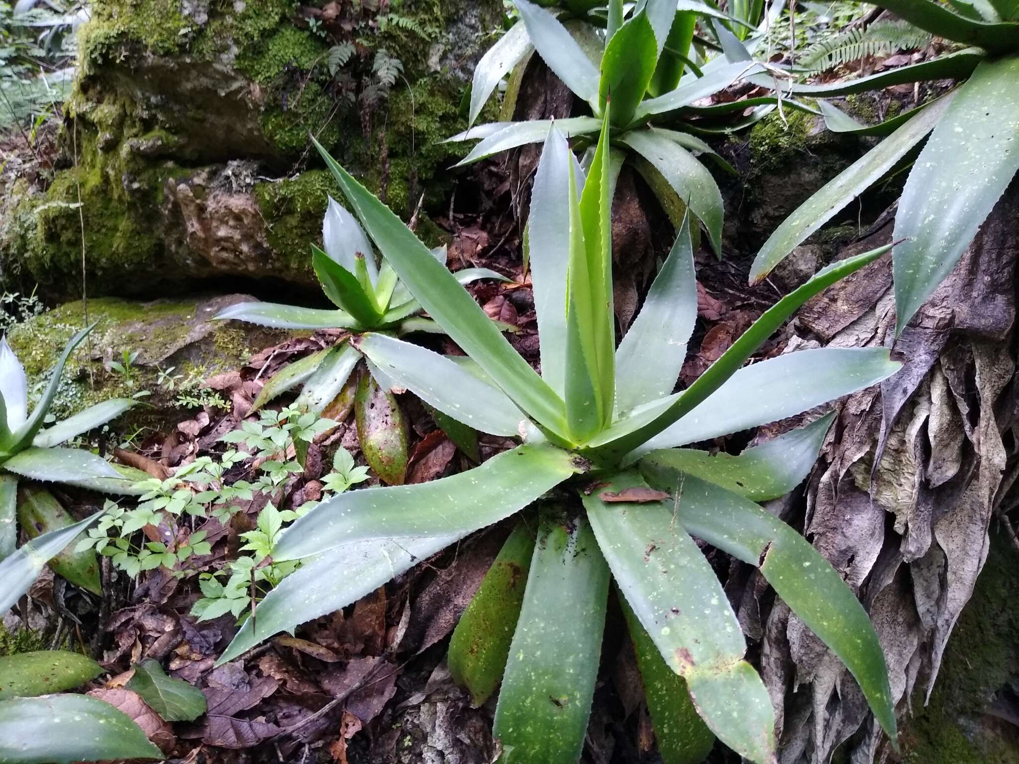 Слика од Agave hiemiflora Gentry