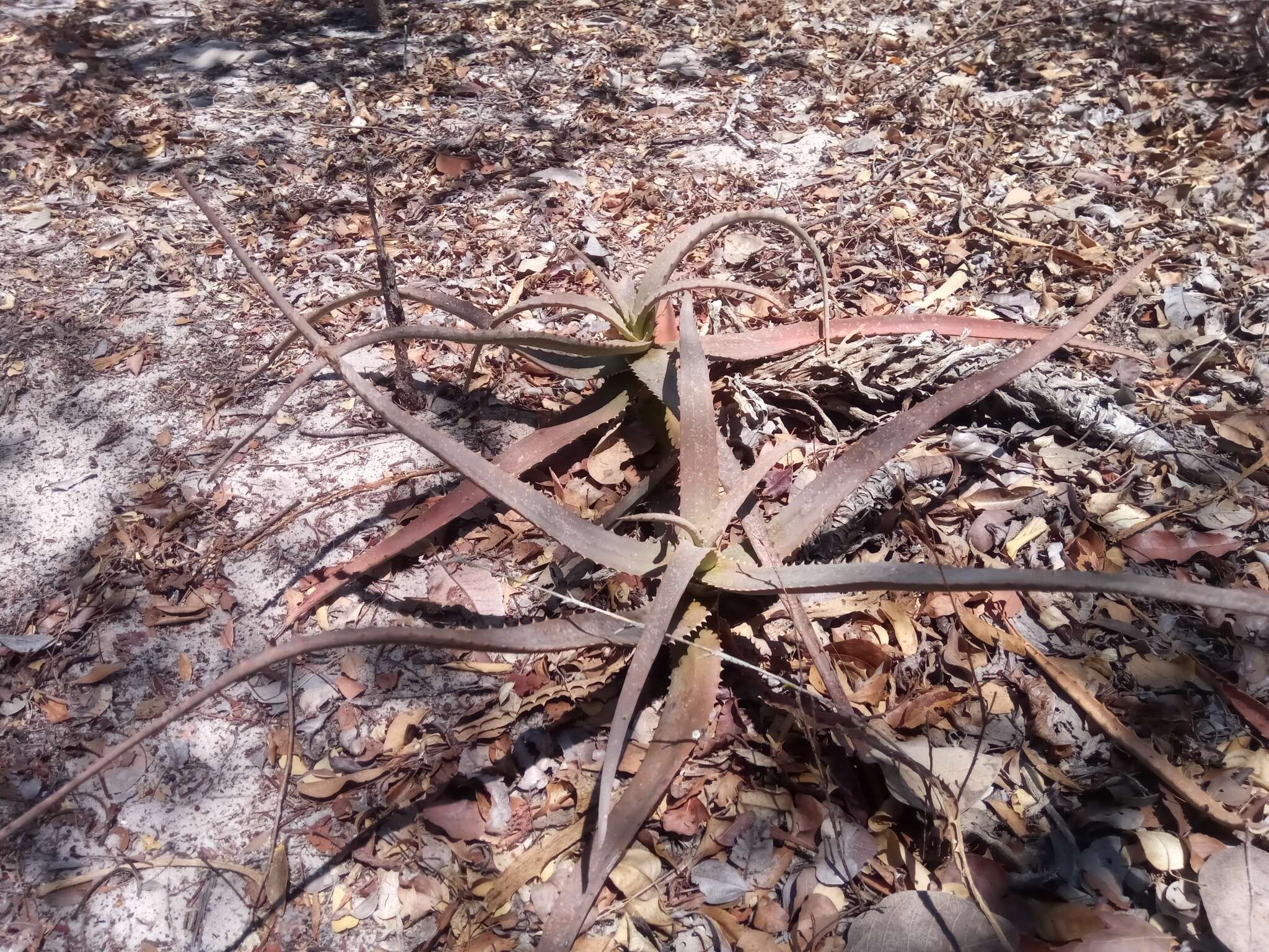 Aloe divaricata A. Berger resmi