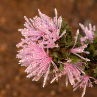 Imagem de Isopogon baxteri R. Br.