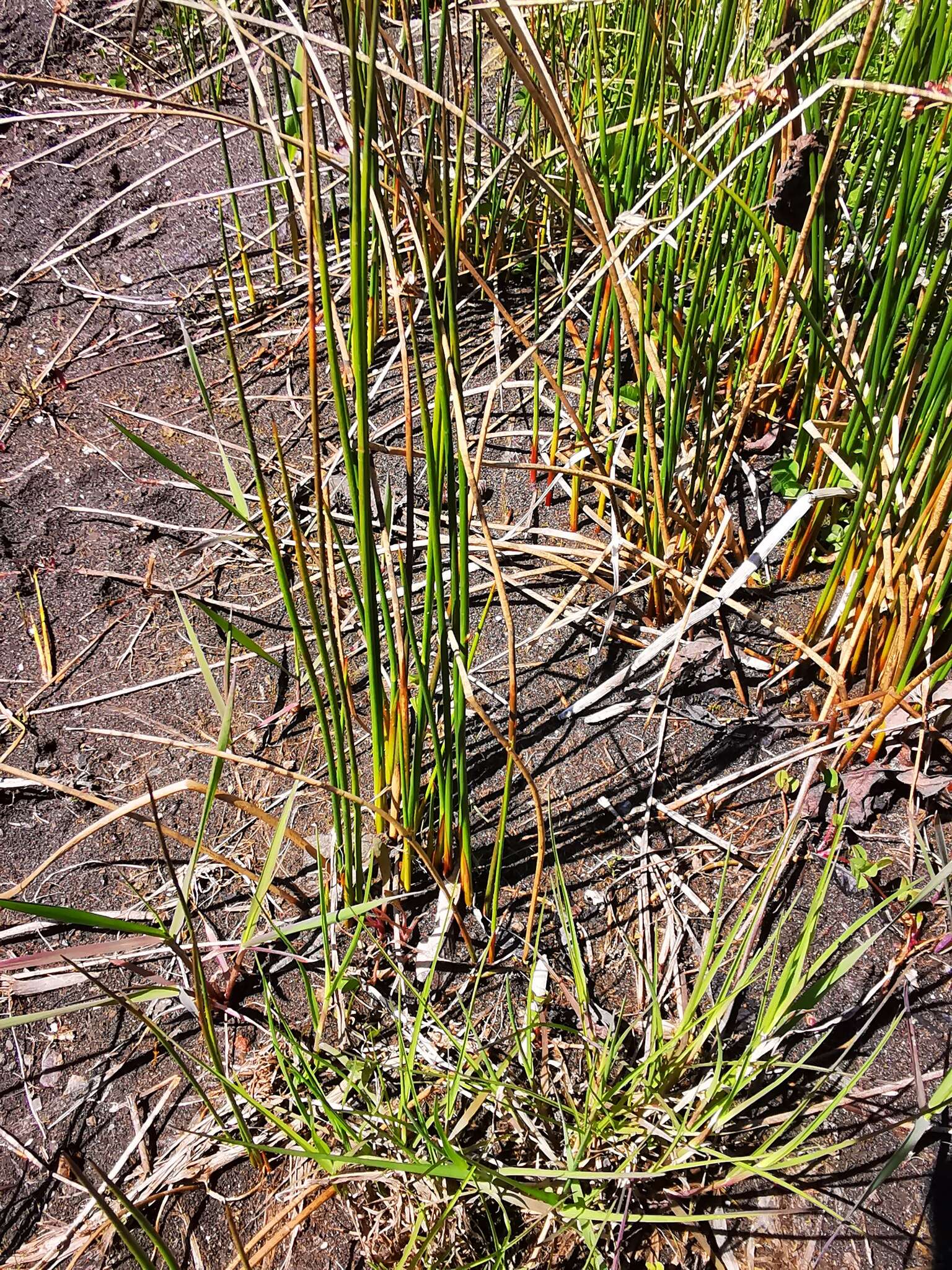 Image of Juncus beringensis Buch.