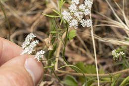 Image of Pimpinella cretica Poir.