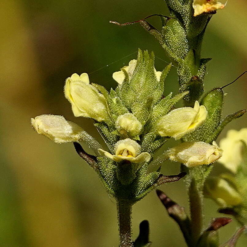 Image of Euphrasia scabra R. Br.