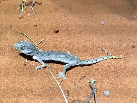 Image of Northern Spiny-tailed Gecko