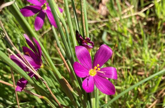 Image of Douglas' grasswidow