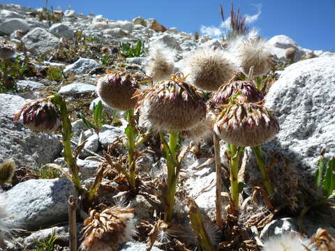 Image of Culcitium serratifolium Meyen & Walp.