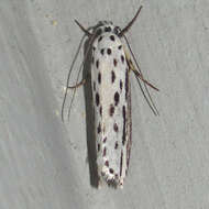 Image of Zeller's Ethmia Moth