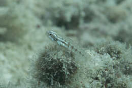 Image of Adorned dwarfgoby