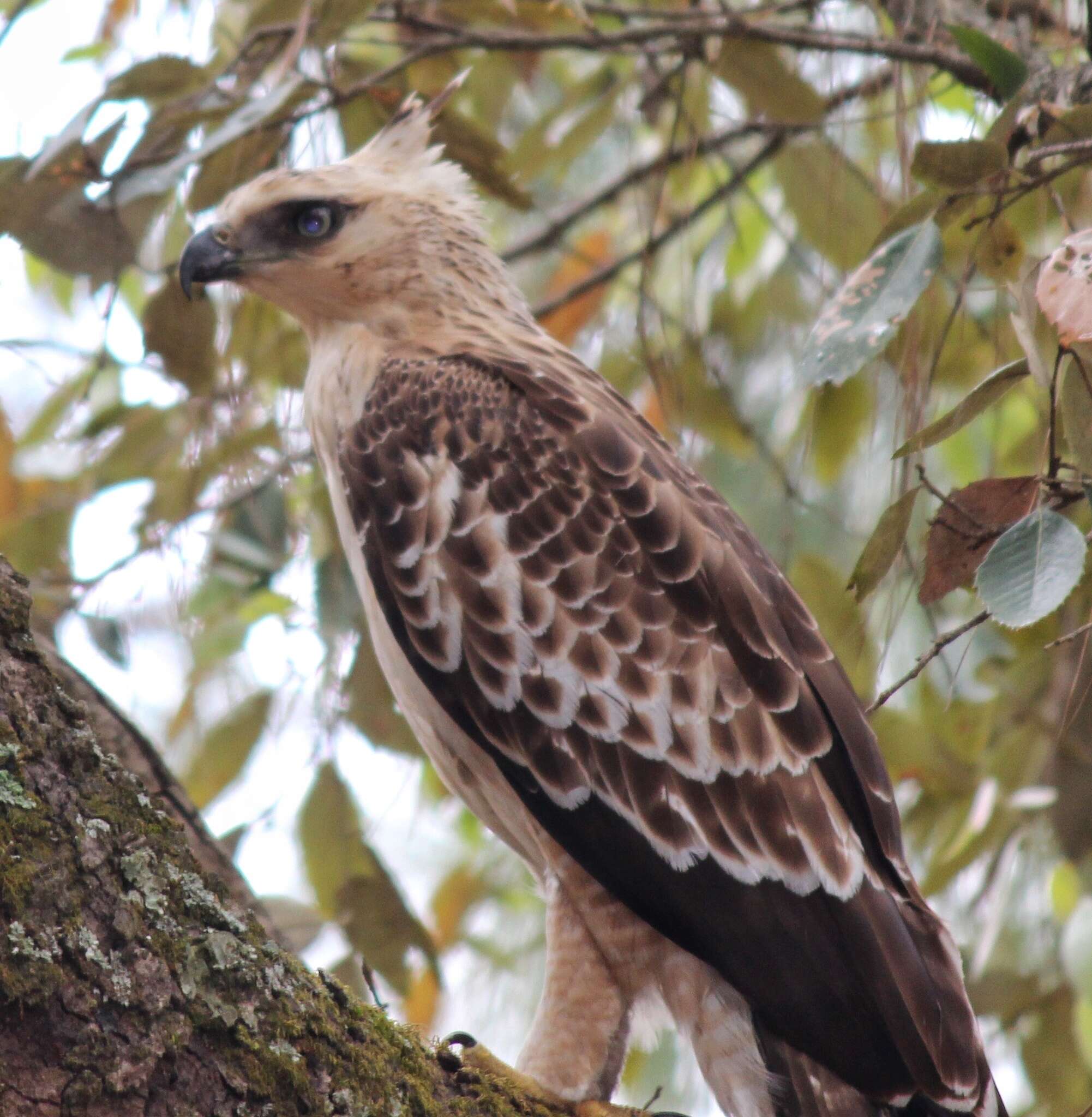 Nisaetus nipalensis Hodgson 1836 resmi