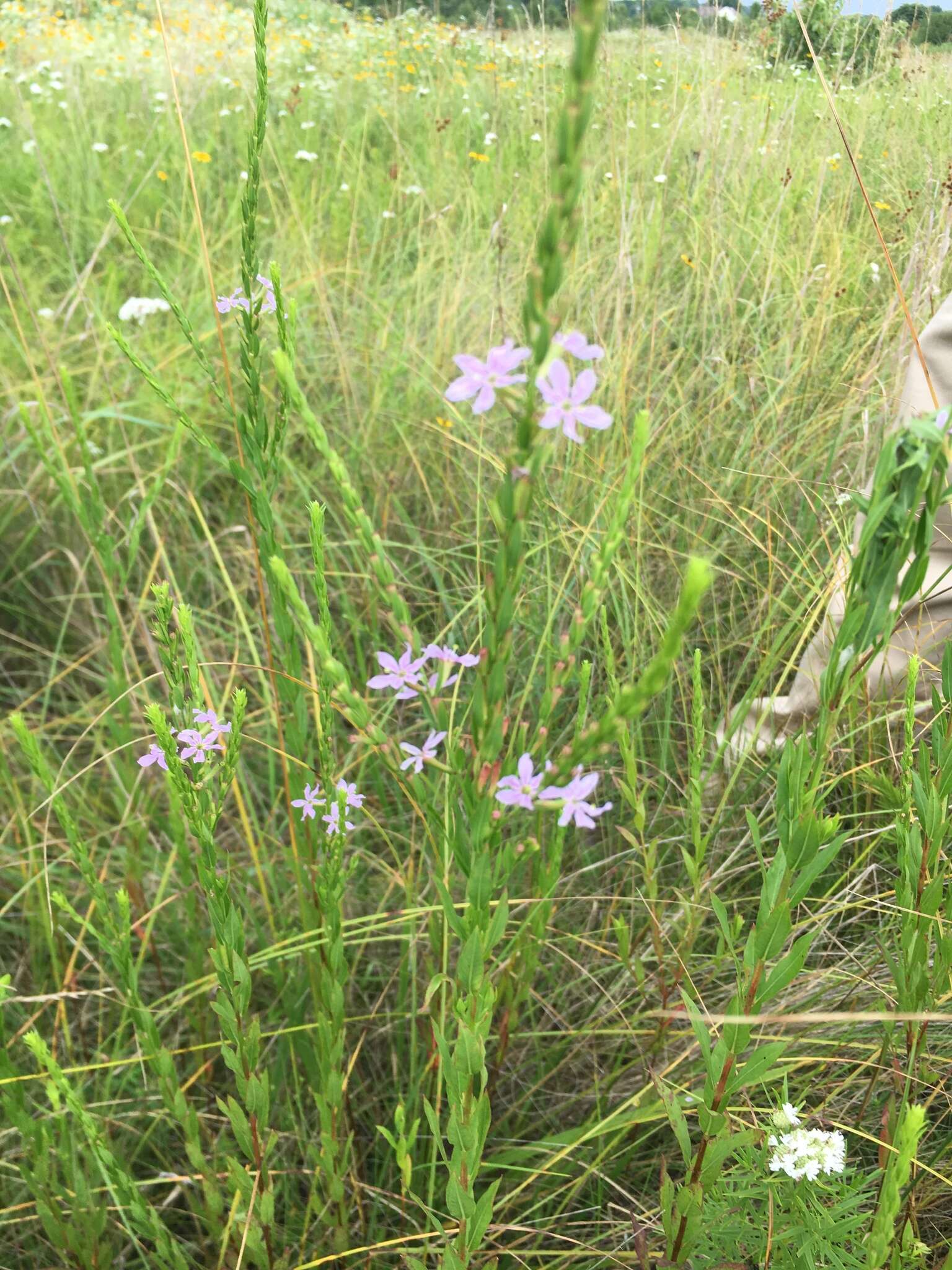 Image of winged lythrum