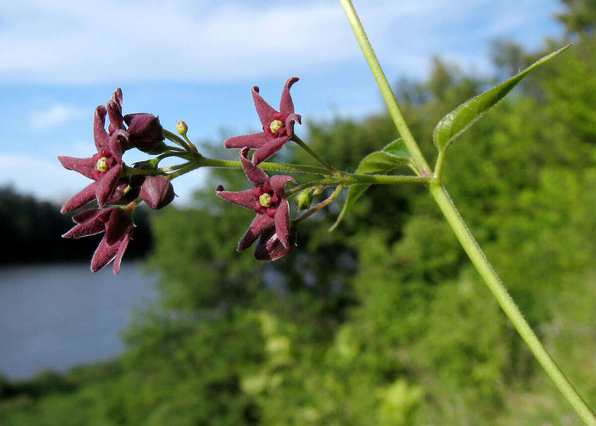 Sivun Vincetoxicum scandens Sommier & Levier kuva