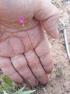 Imagem de Silene muscipula subsp. muscipula