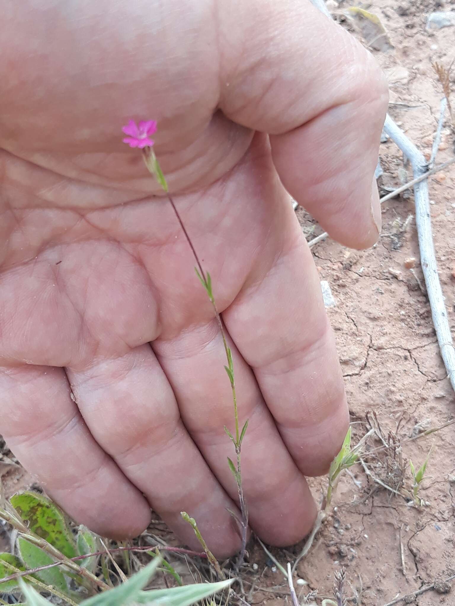 Image of Silene muscipula subsp. muscipula