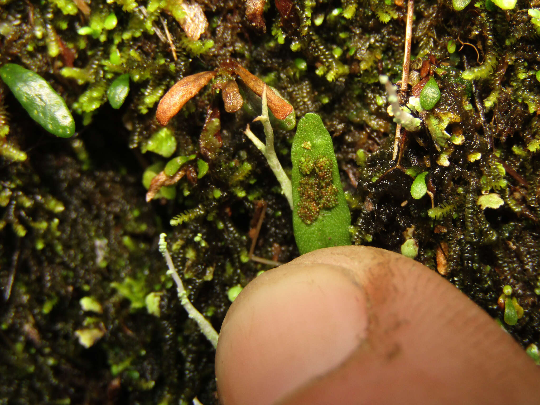 Image of Grammitis stenophylla Parris