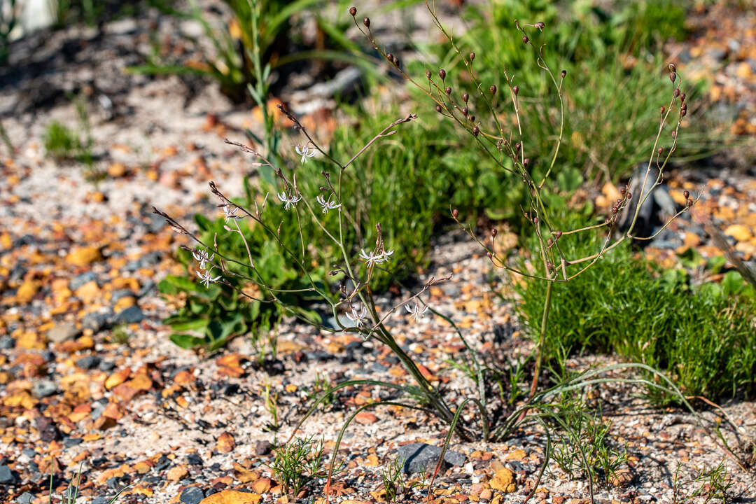 Слика од Trachyandra flexifolia (L. fil.) Kunth