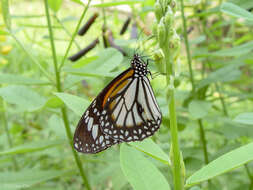 Image de Danaus (Anosia) melanippus Cramer 1777