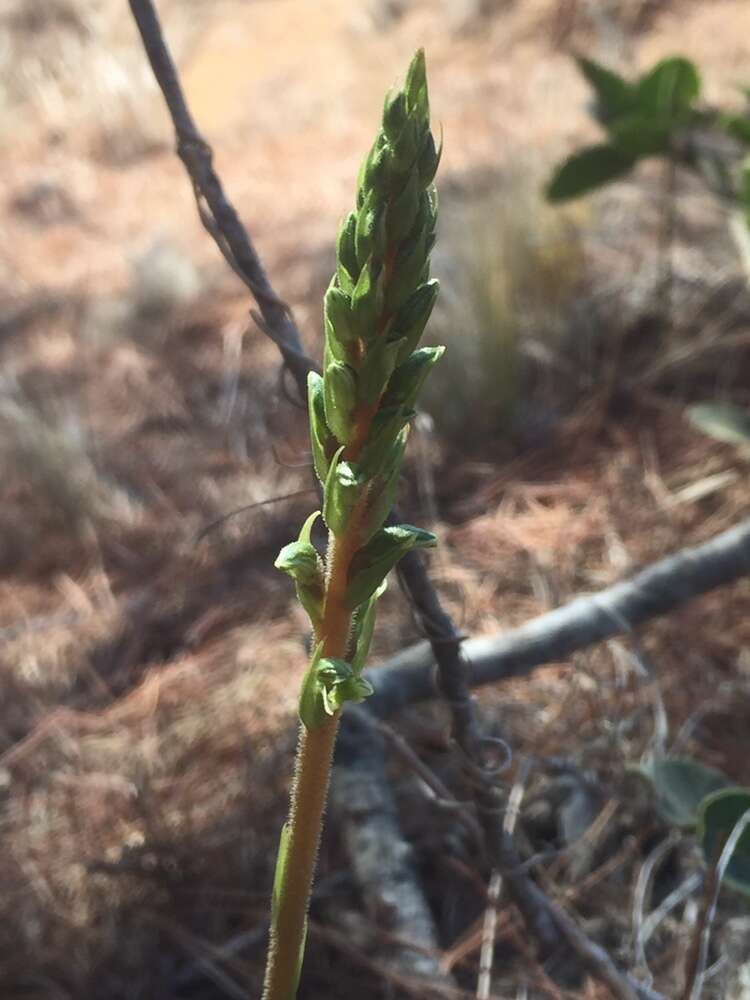 Imagem de Brachystele unilateralis (Poir.) Schltr.