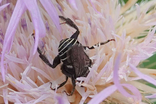 Plancia ëd Melitoma marginella (Cresson 1872)