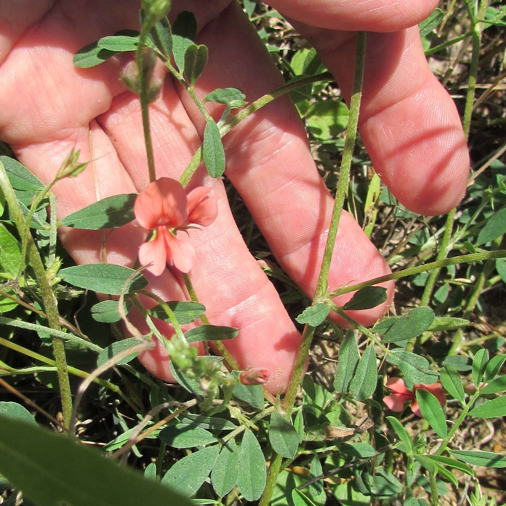 Imagem de Indigofera miniata Ortega