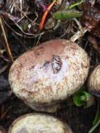 Image of Cortinarius subolivascens A. H. Sm. 1944