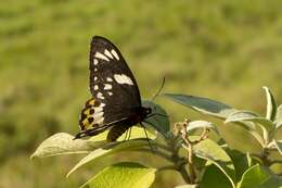 Слика од Ornithoptera richmondia (Gray (1853))