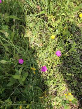 Слика од Dianthus deltoides L.