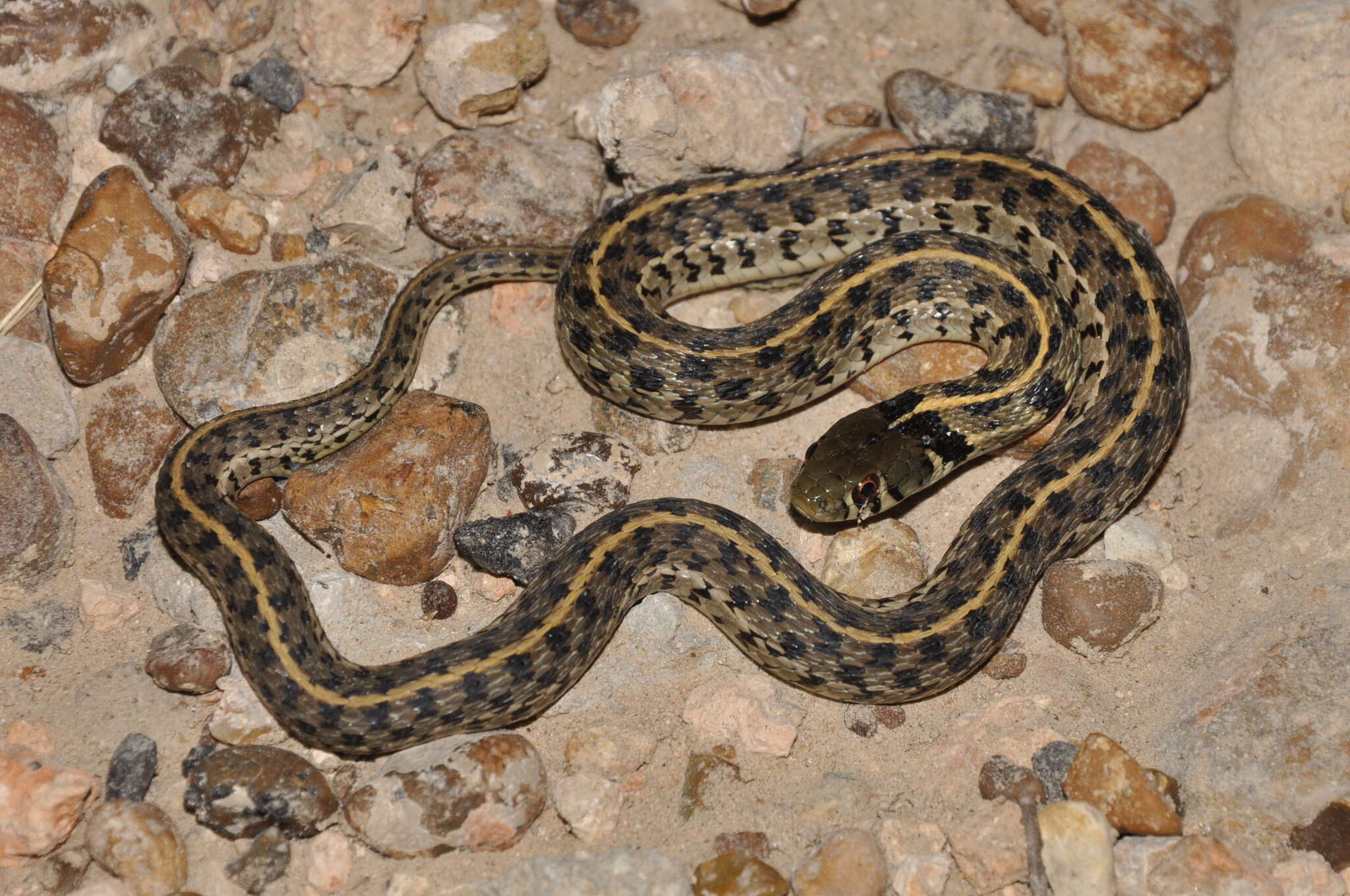 Image de Thamnophis marcianus (Baird & Girard 1853)