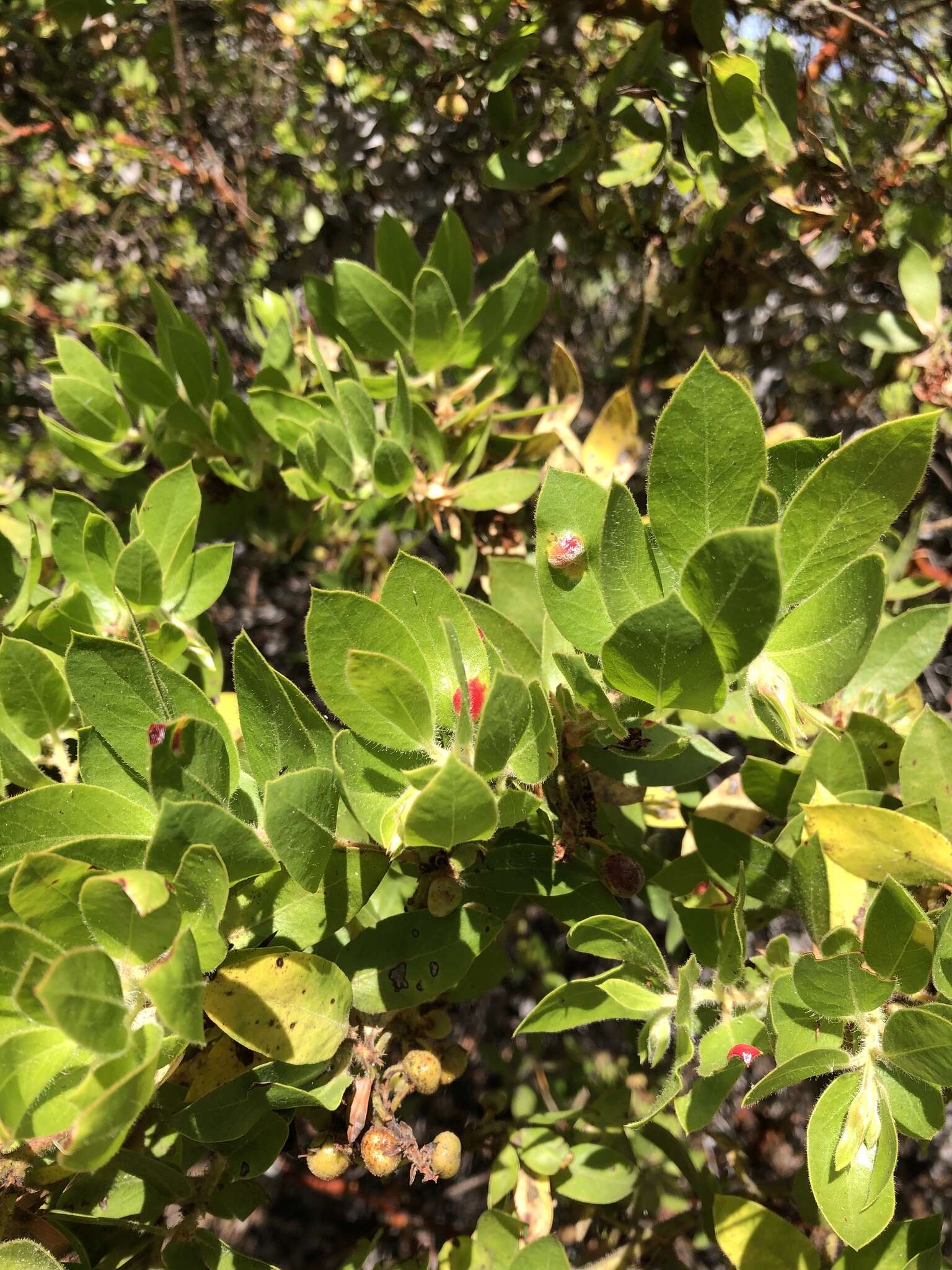 Sivun Arctostaphylos virgata Eastw. kuva