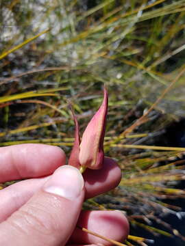 Image of Red Disa