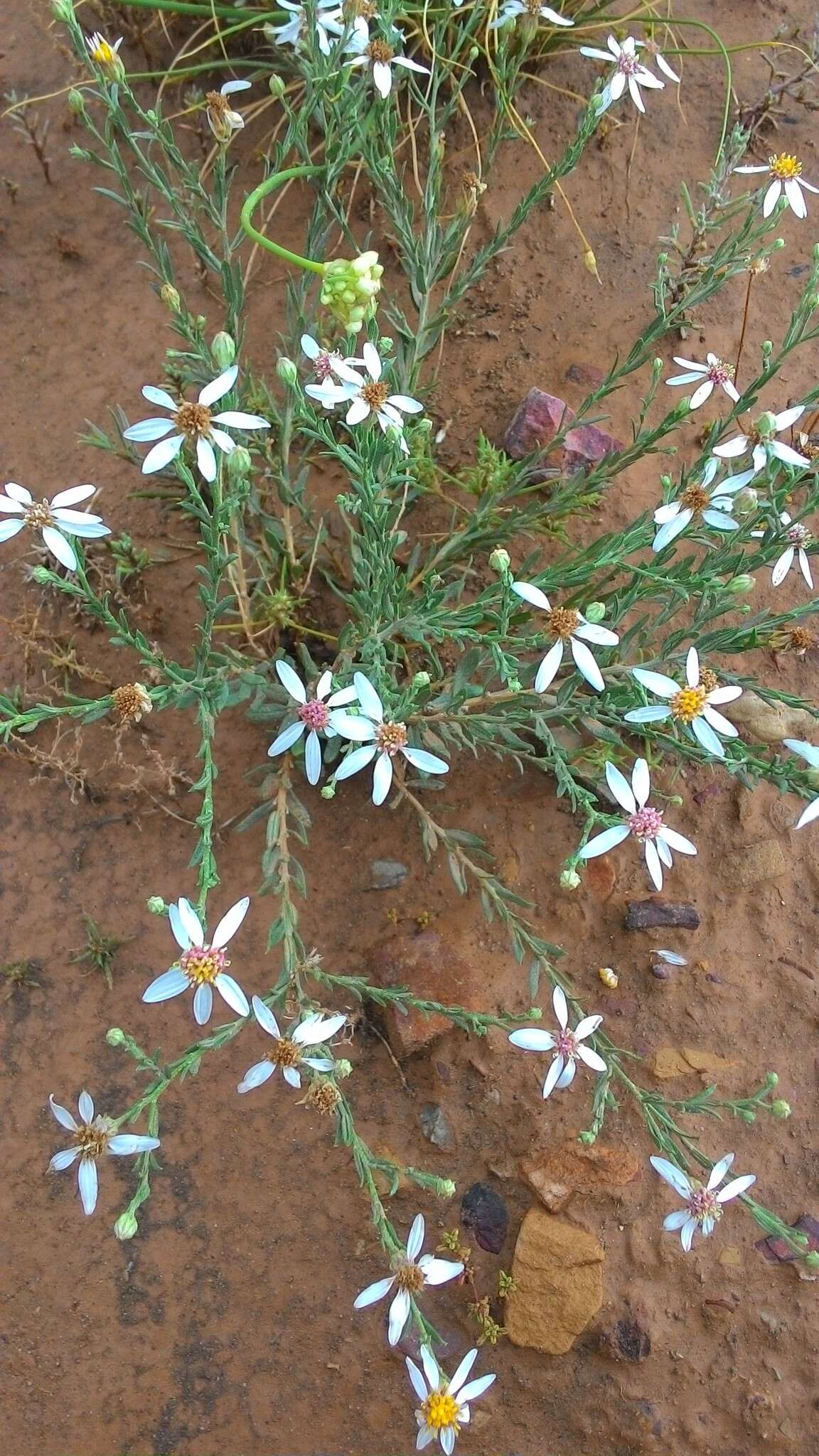 Image de Asterothamnus centraliasiaticus Novopokr.